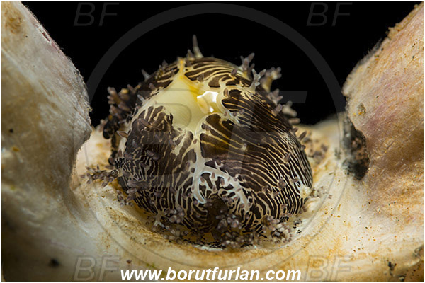 Ambon, Indonesia, Monetaria moneta, Monetaria, Cypraeidae, Money cowrie, Cowry, Sea snail, Gastropoda, Mollusca, Mollusc