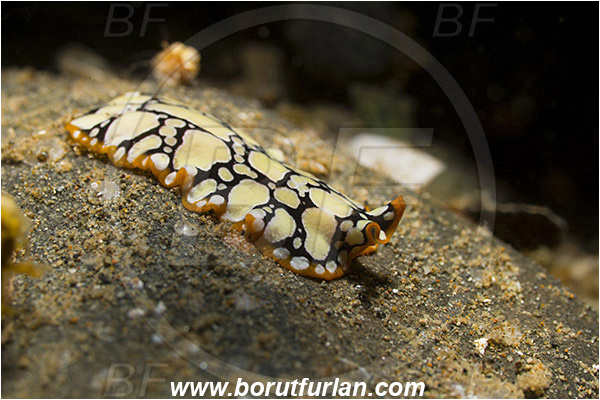 Ambon, Indonesia, Pseudoceros scintillatus, Pseudoceros, Pseudocerotidae, Scintillating flatworm, Flatworm, Platyhelminthes
