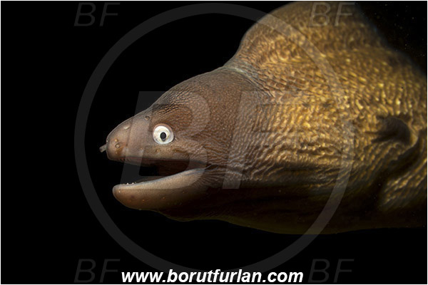 Ambon, Indonesia, Gymnothorax thyrsoideus, Gymnothorax, Muraenidae, Greyface Moray Eel, White-Eyed Moray Eel, Moray, Fish, Portrait