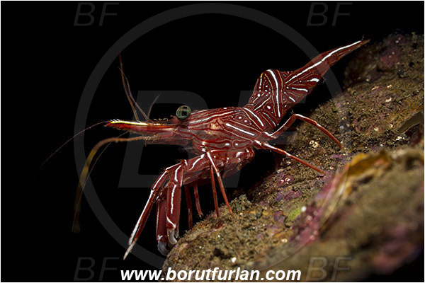 Ambon, Indonesia, Rhynchocinetes durbanensis, Rhynchocinetes, Rhynchocinetidae, Decapoda, Crustacea, Crustacean, Durban Dancing Shrimp, Shrimp