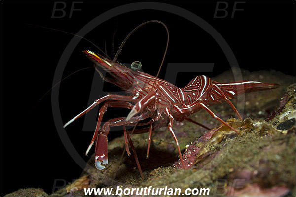 Ambon, Indonesia, Rhynchocinetes durbanensis, Rhynchocinetes, Rhynchocinetidae, Decapoda, Crustacea, Crustacean, Durban Dancing Shrimp, Shrimp