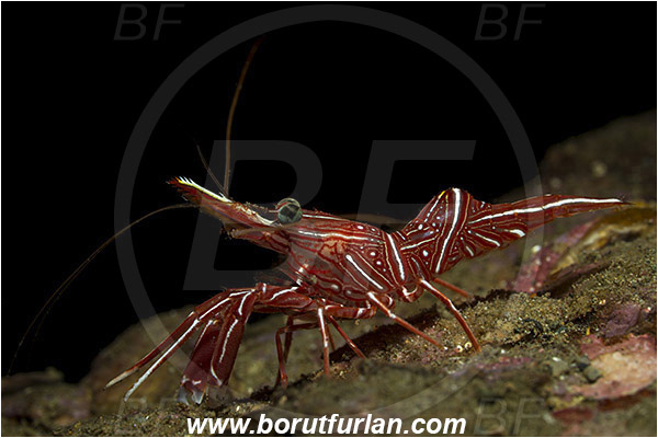 Ambon, Indonesia, Rhynchocinetes durbanensis, Rhynchocinetes, Rhynchocinetidae, Decapoda, Crustacea, Crustacean, Durban Dancing Shrimp, Shrimp