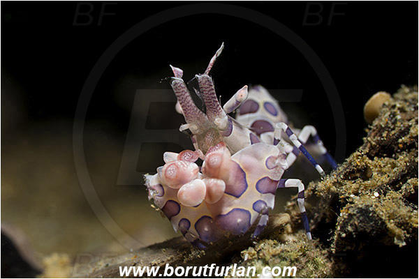 Ambon, Indonesia, Hymenocera picta, Hymenocera, Palaemonidae, Harlequin Shrimp, Shrimp, Decapoda, Crustacea, Crustacean