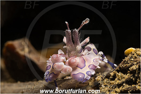 Ambon, Indonesia, Hymenocera picta, Hymenocera, Palaemonidae, Harlequin Shrimp, Shrimp, Decapoda, Crustacea, Crustacean