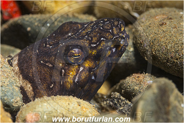 Ambon, Indonesia, Ophichthus bonaparti, Ophichthus, Ophichthidae, Napoleon snake eel, Snake-eel, Fish, Portrait