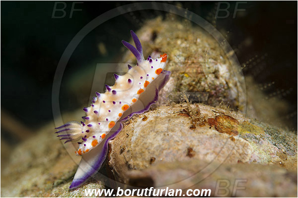 Ambon, Indonesia, Mexichromis multituberculata, Mexichromis, Chromodorididae, Bumpy Mexichromis, Nudibranch, Sea slug, Gastropoda, Mollusca, Mollusc