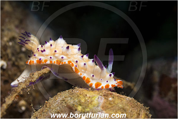 Ambon, Indonesia, Mexichromis multituberculata, Mexichromis, Chromodorididae, Bumpy Mexichromis, Nudibranch, Sea slug, Gastropoda, Mollusca, Mollusc