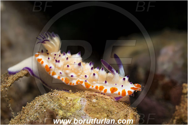 Ambon, Indonesia, Mexichromis multituberculata, Mexichromis, Chromodorididae, Bumpy Mexichromis, Nudibranch, Sea slug, Gastropoda, Mollusca, Mollusc