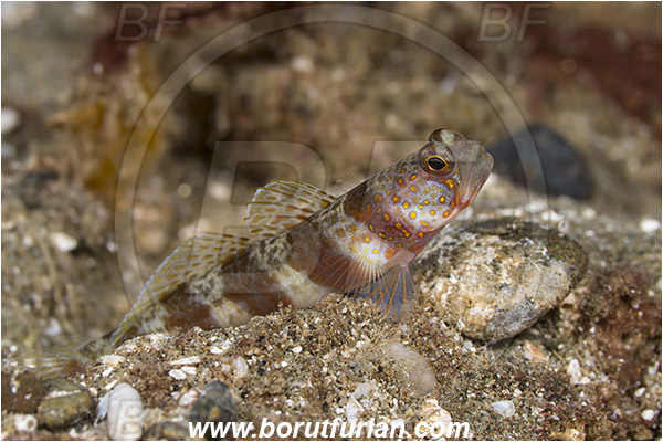 Ambon, Indonesia, Amblyeleotris periophthalma, Amblyeleotris, Gobiidae, Periophthalma prawn-goby, Goby, Fish