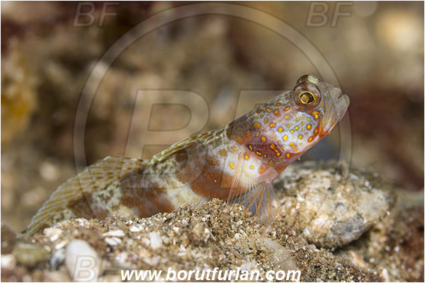 Ambon, Indonesia, Amblyeleotris periophthalma, Amblyeleotris, Gobiidae, Periophthalma prawn-goby, Goby, Fish