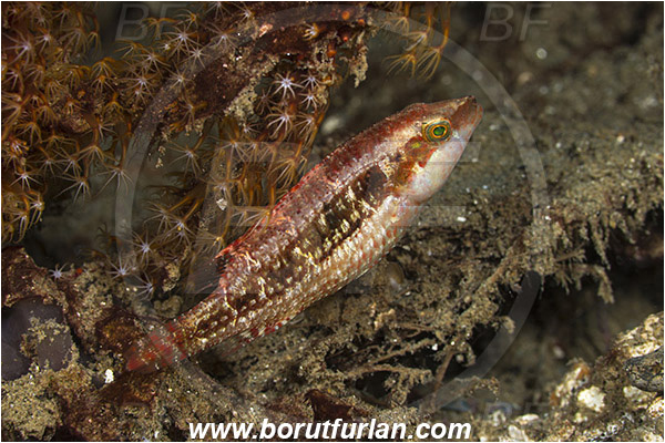Ambon, Indonesia, Pteragogus cryptus, Pteragogus, Labridae, Cryptic Wrasse, Wrasse, Fish