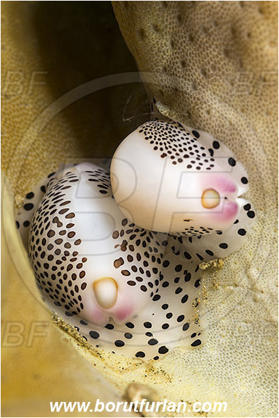 Ambon, Indonesia, Calpurnus verrucosus, Calpurnus, Ovulidae, Cowry, Sea snail, Gastropoda, Mollusca, Mollusc