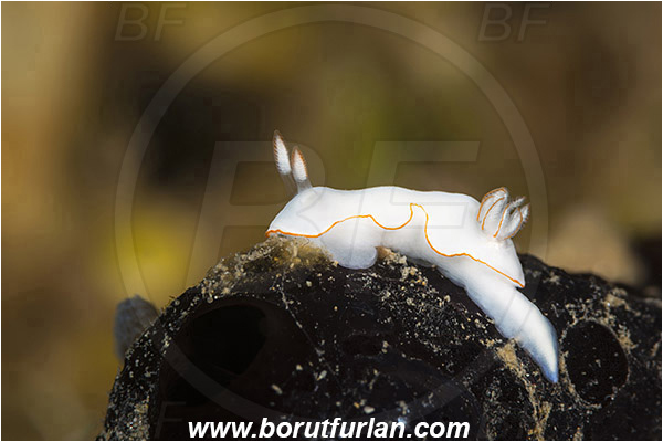 Ambon, Indonesia, Thorunna furtiva, Thorunna, Chromodorididae, Dorid nudibranch, Nudibranch, Sea slug, Gastropoda, Mollusca, Mollusc