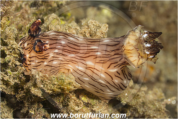 Ambon, Indonesia, Jorunna rubescens, Jorunna, Discodorididae, Red-lined nudibranch, chromodoris, Nudibranch, Sea slug, Gastropoda, Mollusca, Mollusc