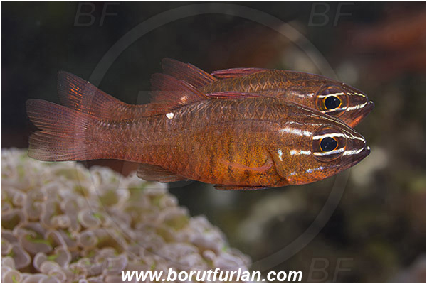 Ambon, Indonesia, Ostorhinchus moluccensis, Ostorhinchus, Apogonidae, Moluccan cardinalfish, Cardinalfish, Fish
