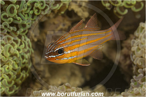 Ambon, Indonesia, Ostorhinchus cyanosoma, Ostorhinchus, Apogonidae, Yellow-striped cardinalfish, Cardinalfish, Fish
