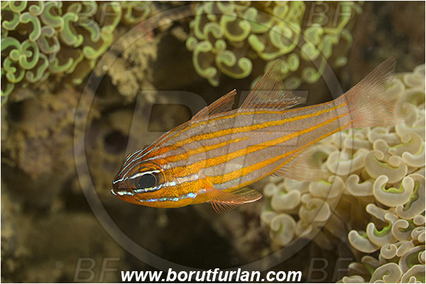 Ambon, Indonesia, Ostorhinchus cyanosoma, Ostorhinchus, Apogonidae, Yellow-striped cardinalfish, Cardinalfish, Fish