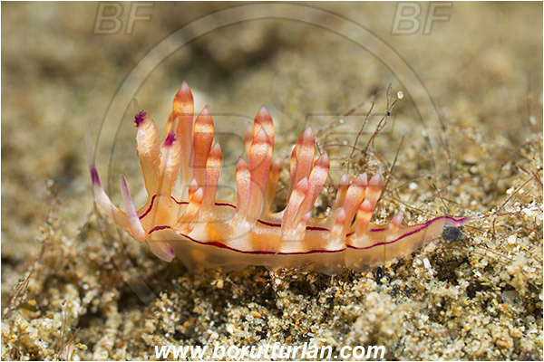 Ambon, Indonesia, Coryphellina rubrolineata, Coryphellina, Flabellinidae, Red-lined Flabellina, Aeolid nudibranch, Gastropoda, Mollusca, Mollusc, Nudibranch