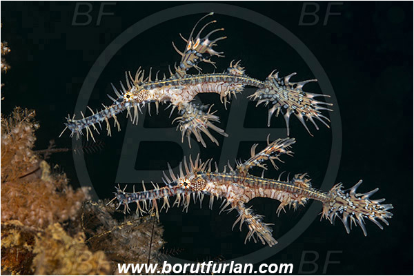 Ambon, Indonesia, Solenostomus paradoxus, Solenostomus, Solenostomidae, Harlequin Ghost Pipefish, Ornate Ghost Pipefish, Fish