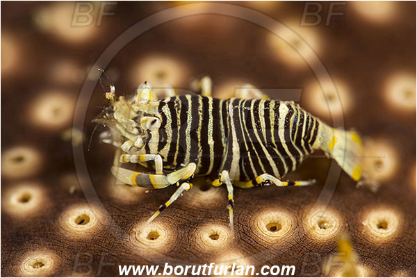 Ambon, Indonesia, Gnathophyllum americanum, Gnathophyllum, Palaemonidae, Bumblebee shrimp, Shrimp, Decapoda, Crustacea, Crustacean