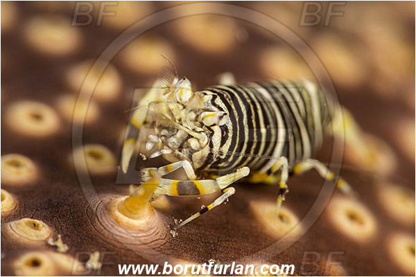 Ambon, Indonesia, Gnathophyllum americanum, Gnathophyllum, Palaemonidae, Bumblebee shrimp, Shrimp, Decapoda, Crustacea, Crustacean