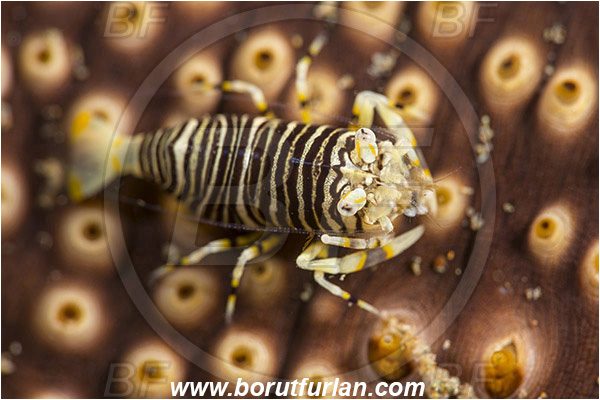 Ambon, Indonesia, Gnathophyllum americanum, Gnathophyllum, Palaemonidae, Bumblebee shrimp, Shrimp, Decapoda, Crustacea, Crustacean