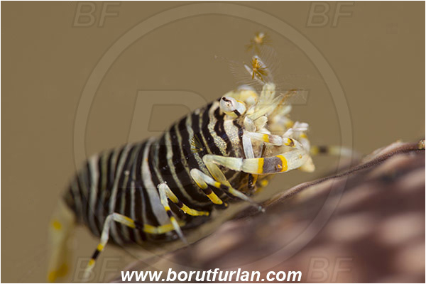 Ambon, Indonesia, Gnathophyllum americanum, Gnathophyllum, Palaemonidae, Bumblebee shrimp, Shrimp, Decapoda, Crustacea, Crustacean