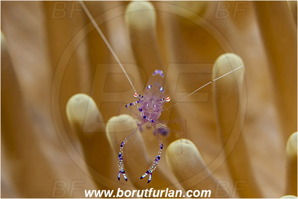 Ambon, Indonesia, Ancylomenes sarasvati, Ancylomenes, Palaemonidae, Decapoda, Crustacea, Crustacean, Sarasvati Anemone Shrimp, Cleaner Shrimp, Shrimp