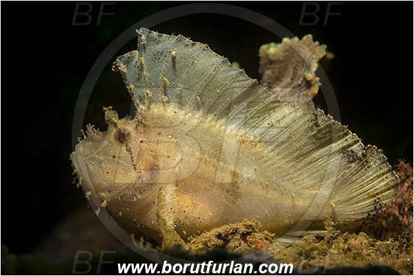 Ambon, Indonesia, Taenianotus triacanthus, Taenianotus, Scorpaenidae, Leaf Scorpionfish, Scorpionfish, Fish