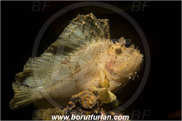 Ambon, Indonesia, Taenianotus triacanthus, Taenianotus, Scorpaenidae, Leaf Scorpionfish, Scorpionfish, Fish