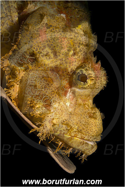 Ambon, Indonesia, Scorpaenopsis oxycephala, Scorpaenopsis, Scorpaenidae, Tassled Scorpionfish, Scorpionfish, Fish, Portrait