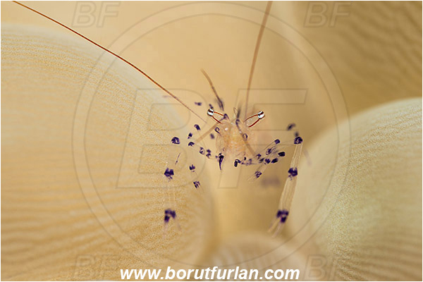 Ambon, Indonesia, Vir colemani, Vir, Palaemonidae, Decapoda, Crustacea, Crustacean, Bubble Coral Shrimp, Shrimp