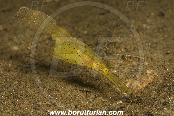Ambon, Indonesia, Solenostomus cyanopterus, Solenostomus, Solenostomidae, Robust Ghost Pipefish, Fish