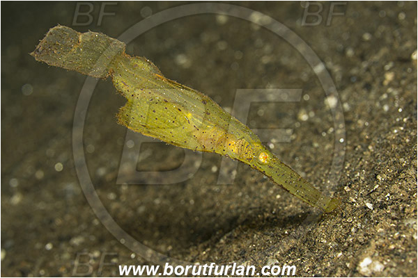 Ambon, Indonesia, Solenostomus cyanopterus, Solenostomus, Solenostomidae, Robust Ghost Pipefish, Fish