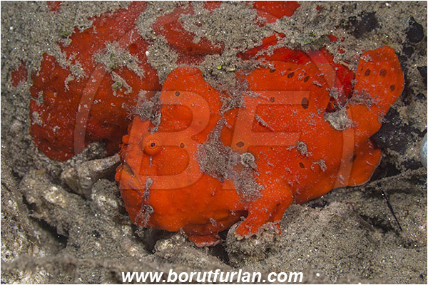 Ambon, Indonesia, Antennarius pictus, Antennarius, Antennariidae, Painted frogfish, Frogfish, Fish