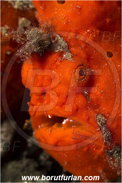 Ambon, Indonesia, Antennarius pictus, Antennarius, Antennariidae, Painted frogfish, Frogfish, Fish, Portrait