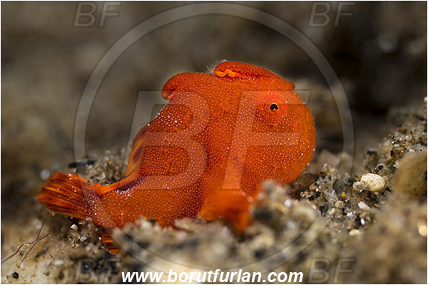 Ambon, Indonesia, Antennarius pictus, Antennarius, Antennariidae, Painted frogfish, Frogfish, Fish, Juvenile