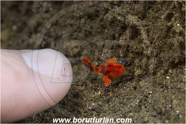 Ambon, Indonesia, Antennarius pictus, Antennarius, Antennariidae, Painted frogfish, Frogfish, Fish, Juvenile