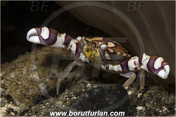 Ambon, Indonesia, Lissocarcinus laevis, Lissocarcinus, Portunidae, Decapoda, Harlequin Swimming Crab, Crab, Crustacea, Crustacean