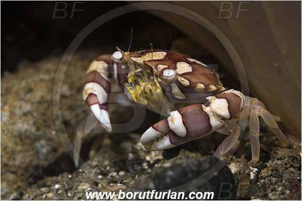 Ambon, Indonesia, Lissocarcinus laevis, Lissocarcinus, Portunidae, Decapoda, Harlequin Swimming Crab, Crab, Crustacea, Crustacean