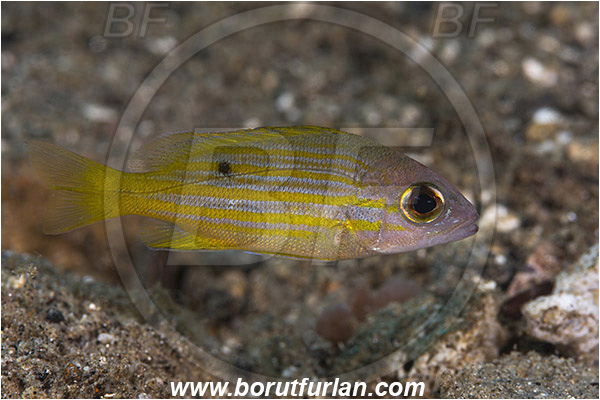 Ambon, Indonesia, Lutjanus rufolineatus, Lutjanus, Lutjanidae, Yellow-lined snapper, Snapper, Fish, Juvenile