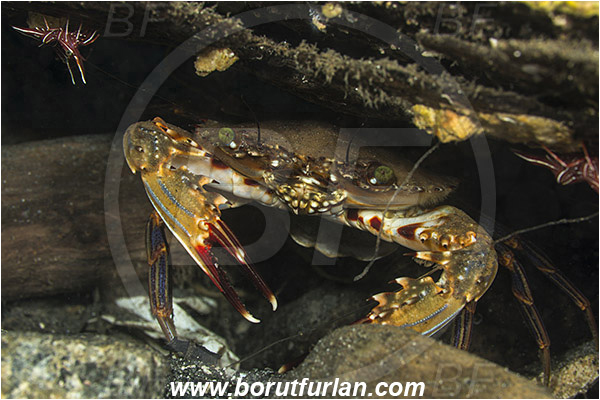 Ambon, Indonesia, Charybdis (Charybdis) seychellensis, Charybdis, Portunidae, Decapoda, Swimming crab, Crab, Crustacea, Crustacean