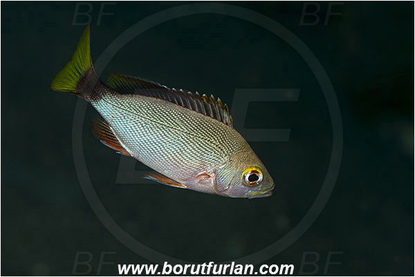 Ambon, Indonesia, Lutjanus gibbus, Lutjanus, Lutjanidae, Humpback red snapper, Snapper, Fish, Juvenile