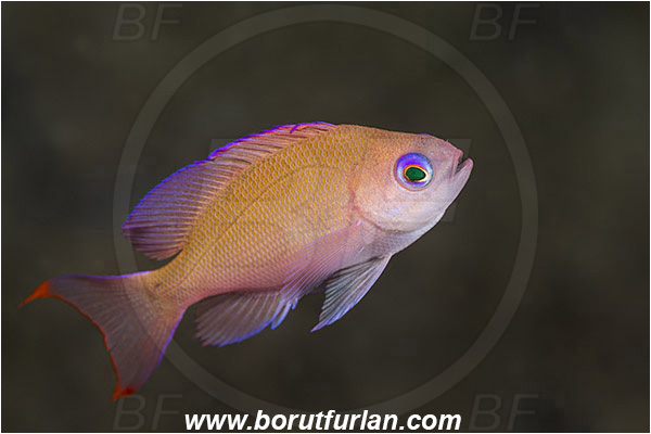Ambon, Indonesia, Serranidae, Anthias, Fish, Juvenile, Unidentified