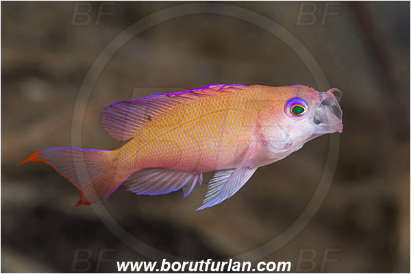 Ambon, Indonesia, Serranidae, Anthias, Fish, Juvenile, Unidentified