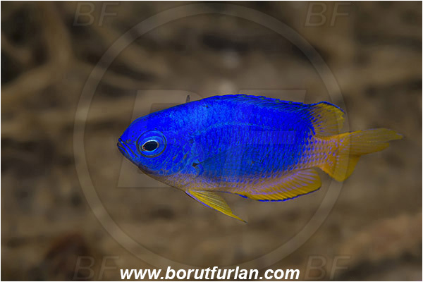 Ambon, Indonesia, Pomacentrus coelestis, Pomacentrus, Pomacentridae, Neon damselfish, Damselfish, Fish