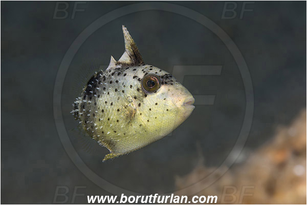 Ambon, Indonesia, Pseudobalistes flavimarginatus, Pseudobalistes, Balistidae, Yellowmargin triggerfish, Triggerfish, Fish, Juvenile