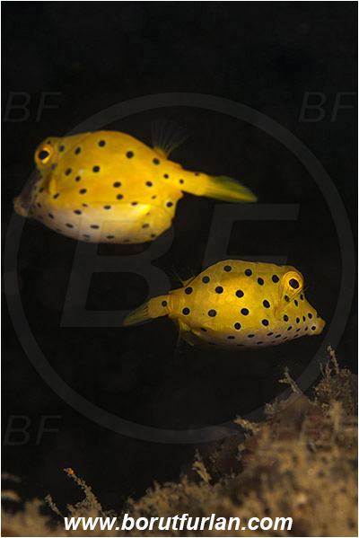 Ambon, Indonesia, Ostracion cubicus, Ostracion, Ostraciidae, Yellow Boxfish, Boxfish, Juvenile, Fish