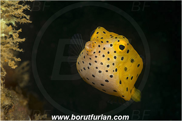 Ambon, Indonesia, Ostracion cubicus, Ostracion, Ostraciidae, Yellow Boxfish, Boxfish, Juvenile, Fish