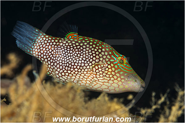 Ambon, Indonesia, Canthigaster punctatissima, Canthigaster, Tetraodontidae, Spotted Sharpnosed Puffer, Puffer, Fish